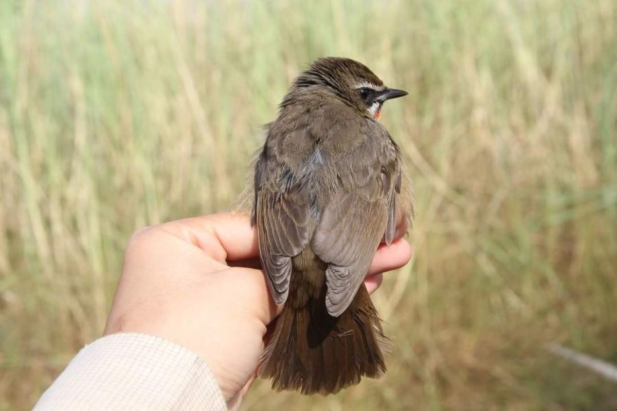 bird The banding center 1