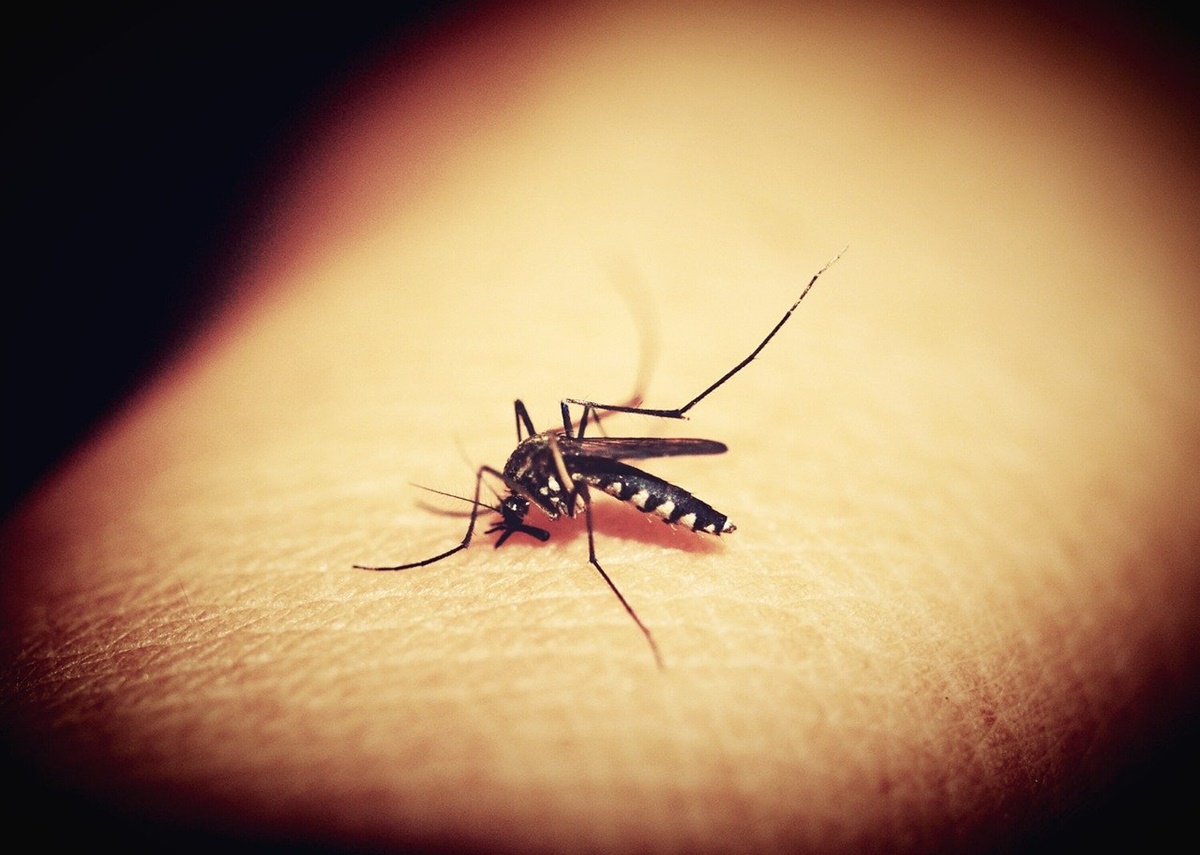 Dengue