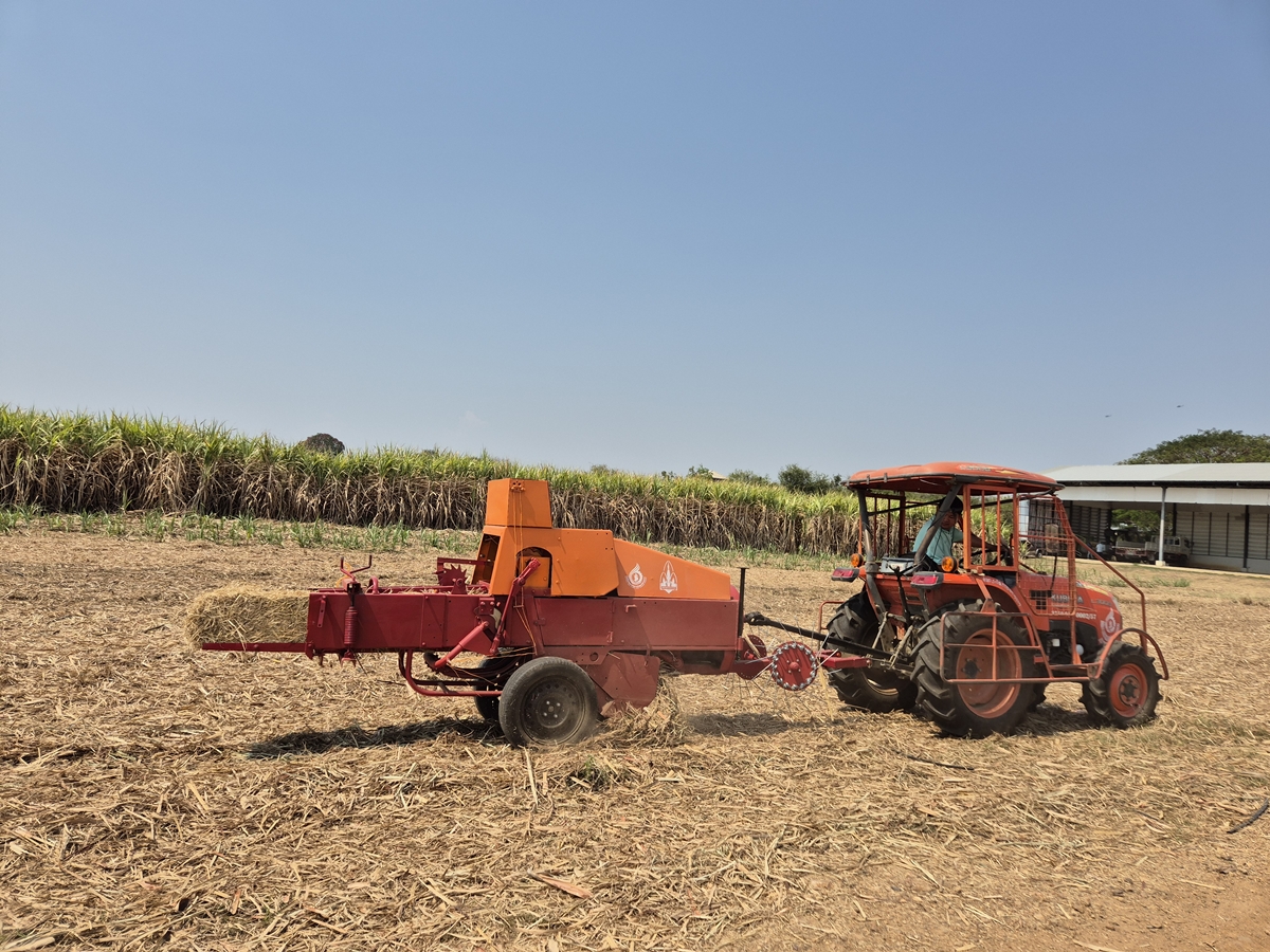 Reduce sugarcane burning